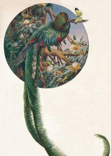 Long-tailed Trogons c1910, (1911). Artist: Louis Fairfax Muckley