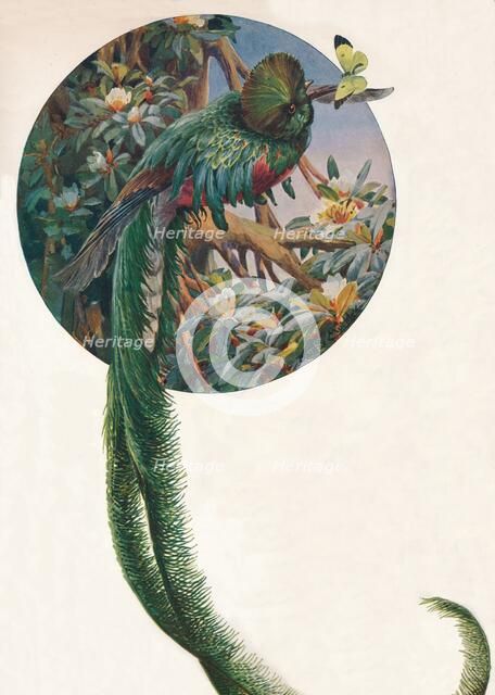 'Long-tailed Trogons', c1910, (1911). Artist: Louis Fairfax Muckley.