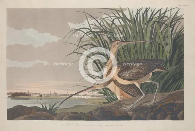 Long-billed Curlew, 1834. Creator: Robert Havell.