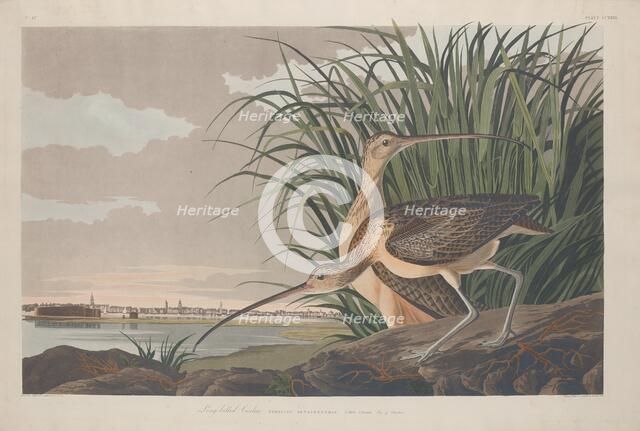 Long-billed Curlew, 1834. Creator: Robert Havell.