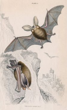 Long-eared bat (Plectorus auritus), 1828. Creator: Unknown