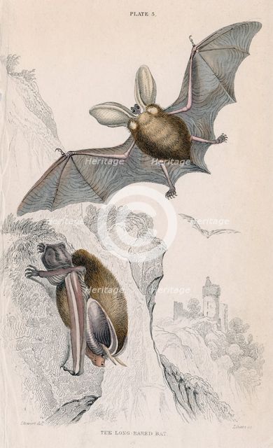 Long-eared bat (Plectorus auritus), 1828. Creator: Unknown.