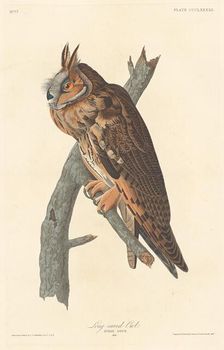 Long-eared Owl, 1837. Creator: Robert Havell