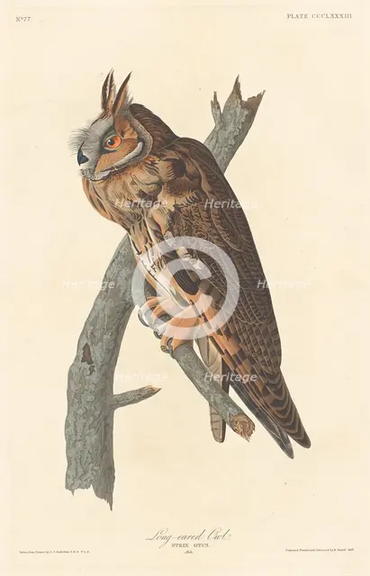 Long-eared Owl, 1837. Creator: Robert Havell.