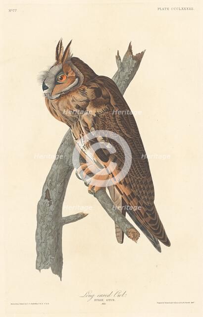 Long-eared Owl, 1837. Creator: Robert Havell.