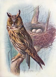Long-Eared Owl - As'io o'tus c1910, (1910). Artist: George James Rankin