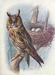 Long-Eared Owl - As'io o'tus c1910, (1910). Artist: George James Rankin