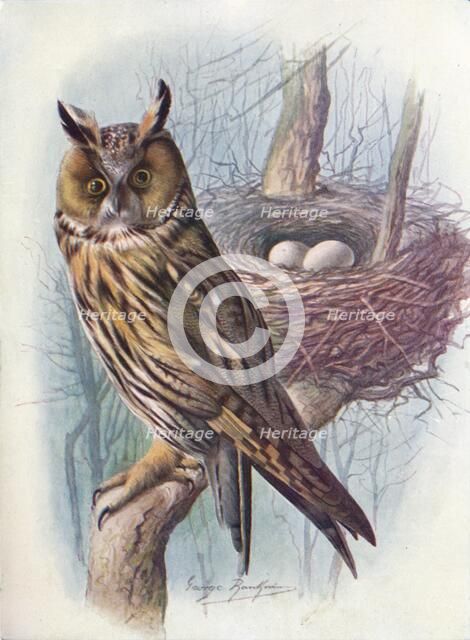 'Long-Eared Owl - As'io o'tus', c1910, (1910). Artist: George James Rankin.