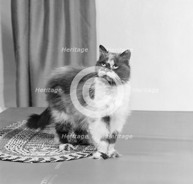Long haired tortoiseshell cat standing on a mat looking up, 1970. Artist: John Gay.