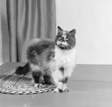 Long haired tortoiseshell cat standing on a mat looking up, 1970. Artist: John Gay
