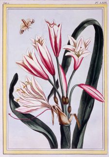 Long Leaved Amaryllis, pub. 1776. Creator: Pierre Joseph Buchoz (1731-1807)