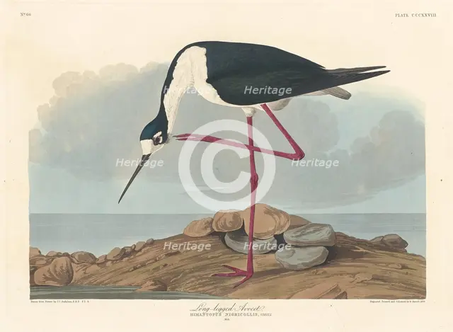 Long-legged Avocet, 1836. Creator: Robert Havell.