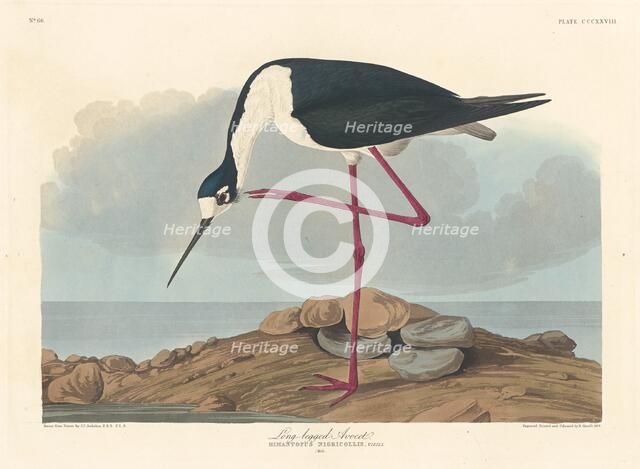 Long-legged Avocet, 1836. Creator: Robert Havell.
