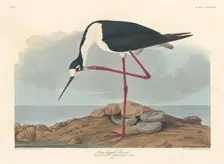 Long-legged Avocet, 1836. Creator: Robert Havell