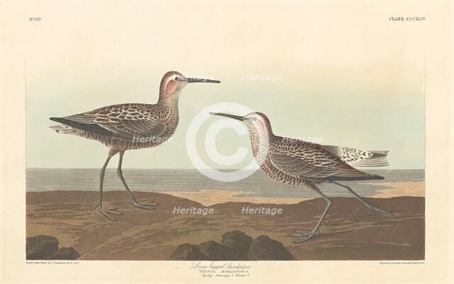 Long-legged Sandpiper, 1836. Creator: Robert Havell.