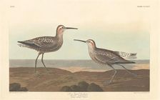 Long-legged Sandpiper, 1836. Creator: Robert Havell