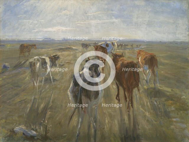 Long Shadows. Cattle on the Island of Saltholm, c. 1890. Artist: Philipsen, Theodor (1840-1920)