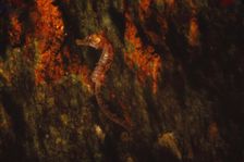 Long-snouted seahorse, (Hippocampus Guttulatus), 20th century. Artist: CM Dixon