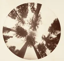 Looking up Among the Sugar Pines - Calaveras Grove, ca. 1878. Creator: Carleton Emmons Watkins