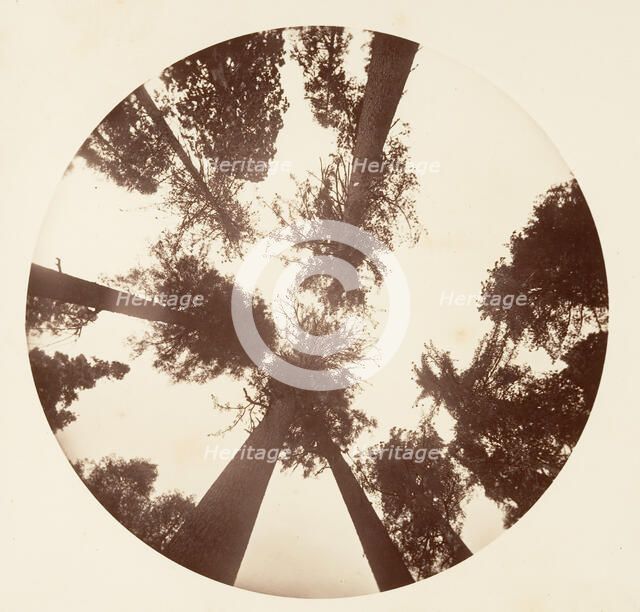 Looking up Among the Sugar Pines - Calaveras Grove, ca. 1878. Creator: Carleton Emmons Watkins.