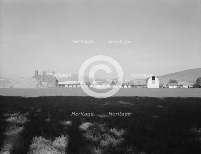 Looking across alfalfa field, late afternoon, Moxee Valley district, Yakima Valley, Washington, 1939 Creator: Dorothea Lange.