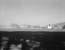 Looking across alfalfa field, late afternoon, Moxee Valley district, Yakima Valley, Washington, 1939 Creator: Dorothea Lange