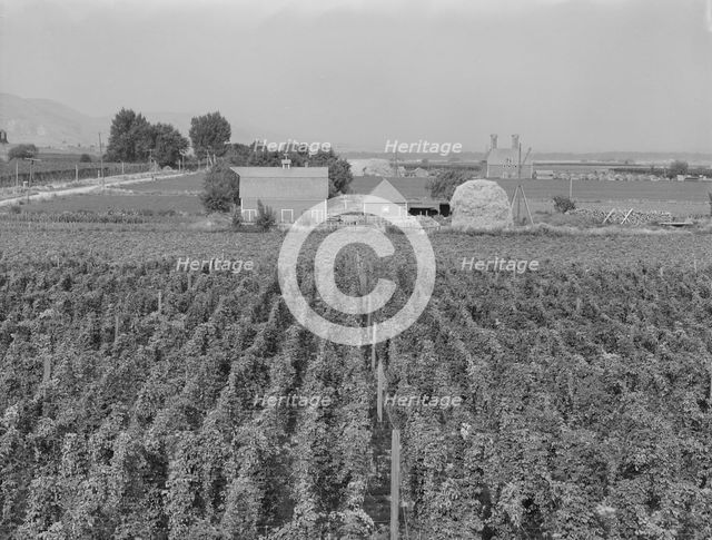 Looking down on hop yard on French-Canadian farm, Yakima Valley, Washington, 1939. Creator: Dorothea Lange.