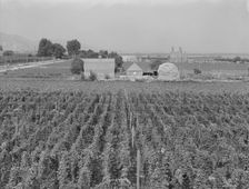 Looking down on hop yard on French-Canadian farm, Yakima Valley, Washington, 1939. Creator: Dorothea Lange