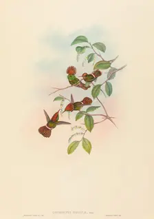 Lophornas reginae (Spangled Coquette). Creators: John Gould, Henry Constantine Richter