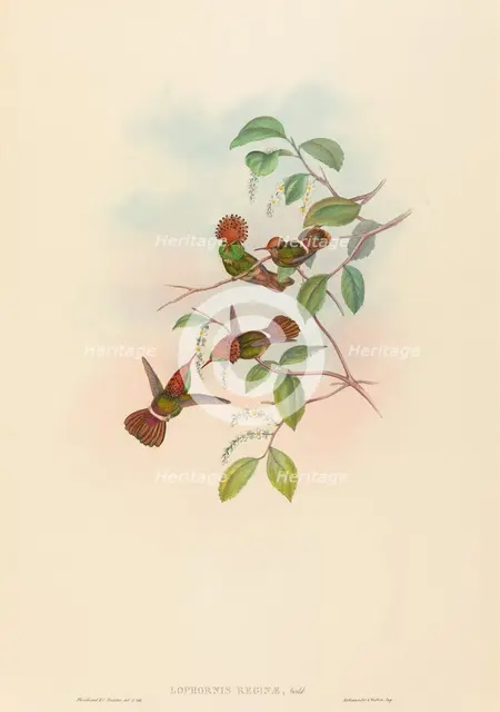 Lophornas reginae (Spangled Coquette). Creators: John Gould, Henry Constantine Richter.