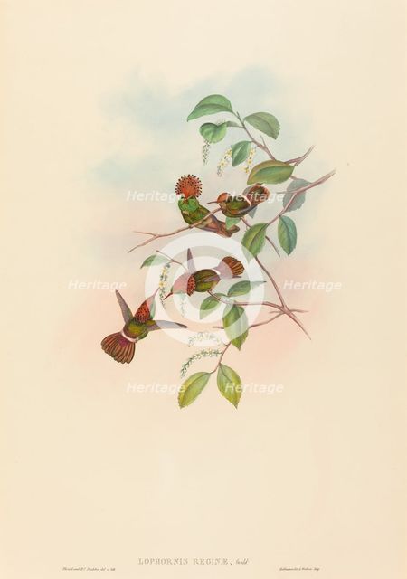 Lophornas reginae (Spangled Coquette). Creators: John Gould, Henry Constantine Richter.