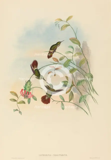 Lophornis chalybeus (Festive Coquette). Creators: John Gould, Henry Constantine Richter.