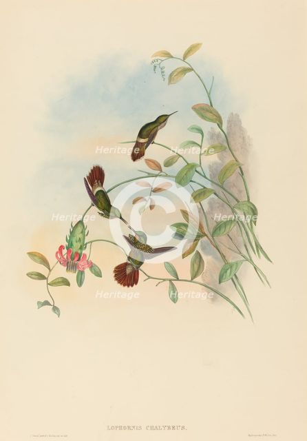 Lophornis chalybeus (Festive Coquette). Creators: John Gould, Henry Constantine Richter.