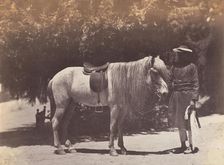 Lord Canning's Hill Pony, 1858-61. Creator: Unknown