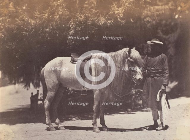 Lord Canning's Hill Pony, 1858-61. Creator: Unknown.