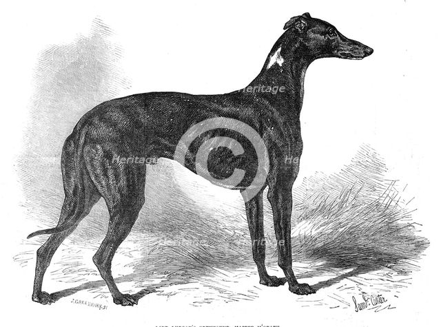 Lord Lurgan's greyhound, Master M'Grath, 1871. Creator: John Greenaway.