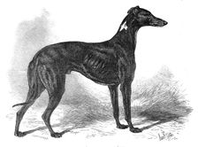 Lord Lurgan's greyhound, Master M'Grath, 1871. Creator: John Greenaway