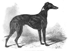 Lord Lurgan's greyhound, Master M'Grath, 1871. Creator: John Greenaway