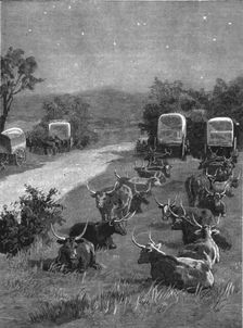 'Lord Randolph Churchill in South Africa; The Oxen Outspanned in Camp 1891. Creator: Major Giles