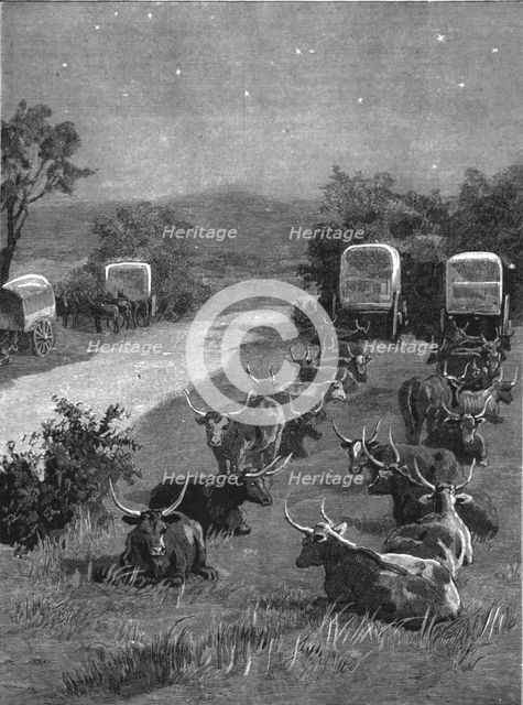''Lord Randolph Churchill in South Africa; The Oxen Outspanned in Camp', 1891. Creator: Major Giles.