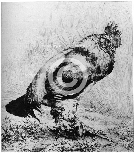'La Coq', c1850-1910, (1924).Artist: Felix Bracquemond