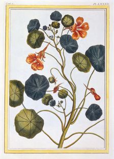La Capucine (Nasturtium), pub. 1776. Creator: Pierre Joseph Buchoz (1731-1807)
