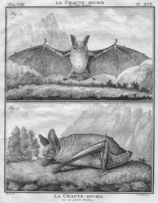 La Chauve-Souris les Ailes entendues & La Chauve-Souris sur ses quatre Jambes c1763. Creator: Christian Friedrich Fritzsch