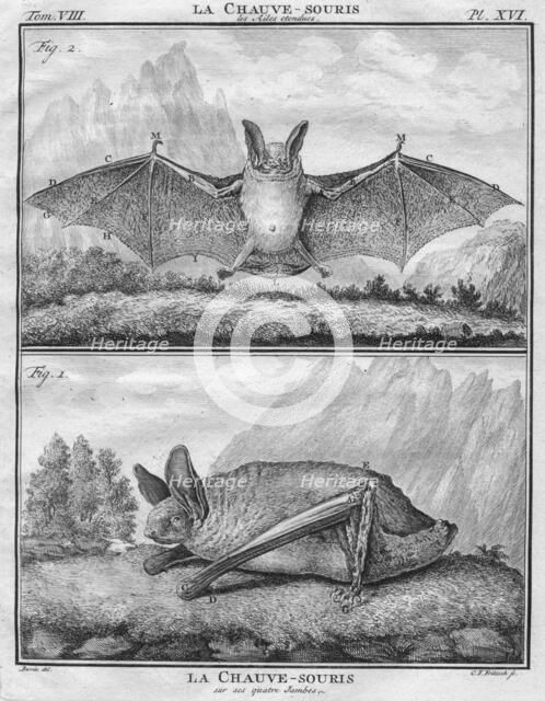 'La Chauve-Souris les Ailes entendues & La Chauve-Souris sur ses quatre Jambes', c1763.  Creator: Christian Friedrich Fritzsch.