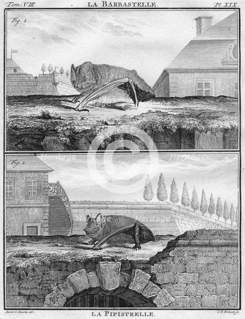 'La Barbastelle & La Pipistrelle', c1763.  Creator: Christian Friedrich Fritzsch.