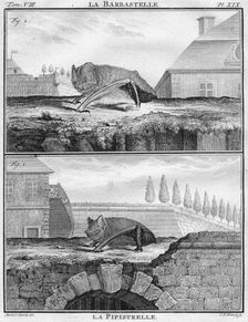 La Barbastelle & La Pipistrelle c1763. Creator: Christian Friedrich Fritzsch