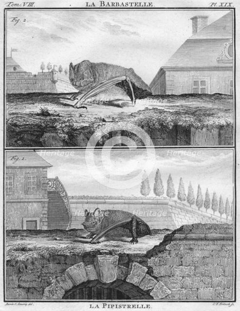 'La Barbastelle & La Pipistrelle', c1763.  Creator: Christian Friedrich Fritzsch.