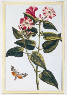 La Belle de Nuit (Morning Glory), pub. 1776. Creator: Pierre Joseph Buchoz (1731-1807)