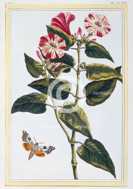 La Belle de Nuit (Morning Glory),  pub. 1776. Creator: Pierre Joseph Buchoz (1731-1807).