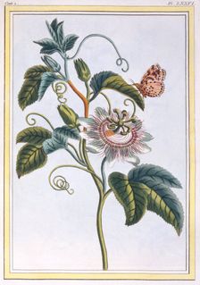 La Grenadille ou Le Maracot, pub. 1776. Creator: Pierre Joseph Buchoz (1731-1807)